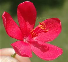  Male Flower